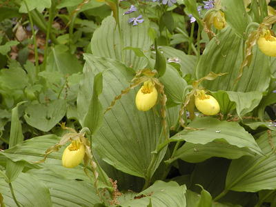 Yellow ladyslipper #3