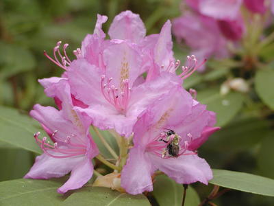 Flower and bumblebee