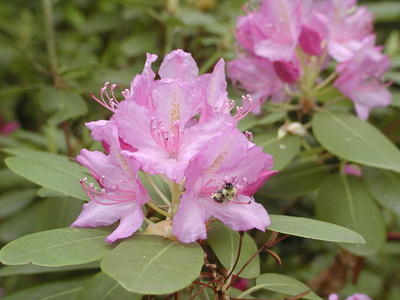 Flower and bumblebee #2