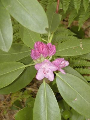 Elliptic Shinleaf #2