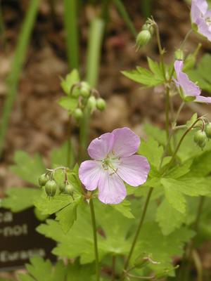 Wild Geranium