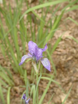 Iris/Blue flag