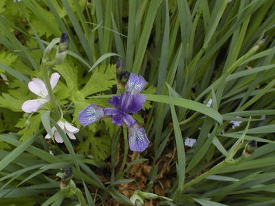 Iris/Blue flag #3