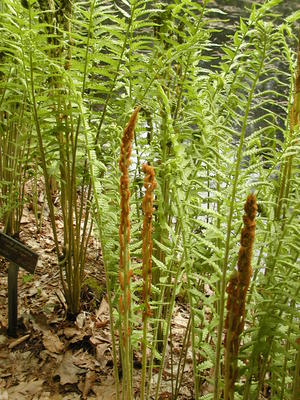 Cinnamon fern #2