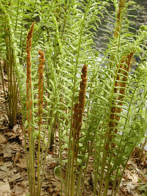 Cinnamon fern #3