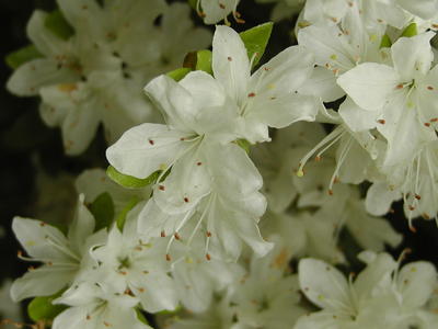White Kyushu azalea #2