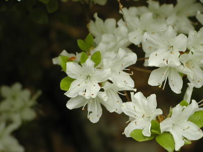 White Kyushu azalea #4