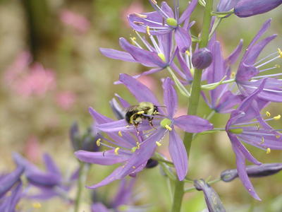 Camus and bumblebee #2