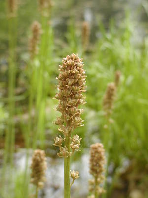 Great Blue Lobelia #2