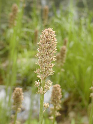 Great Blue Lobelia #3