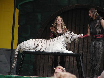 White tigers like milk too #2