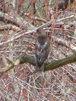 A hawk came to watch the reenactment