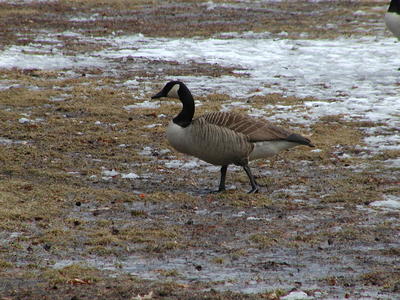 Goose outside of Roger Williams Zoo