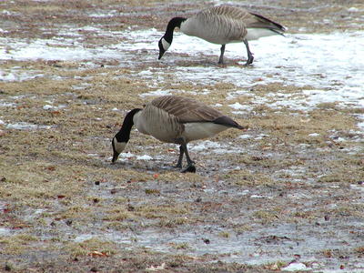 Geese outside of Roger Williams Zoo