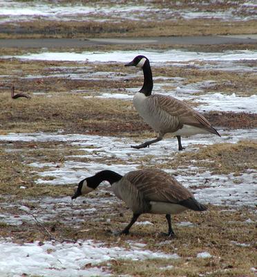 Where the phrase goose-step comes from