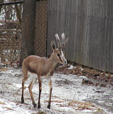 Cuvier's Gazelle