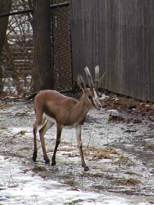 Cuvier's Gazelle #3