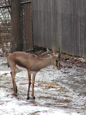 Cuvier's Gazelle #4