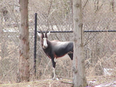 Bontebok
