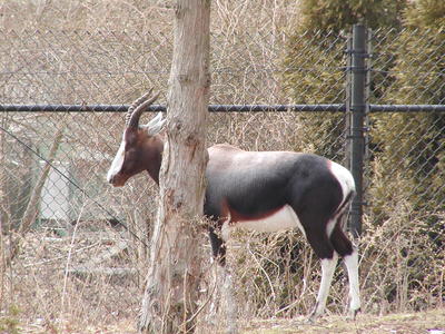 I'll just hide behind this tree