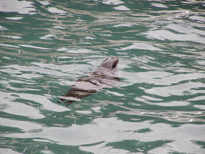Harbor seal #3