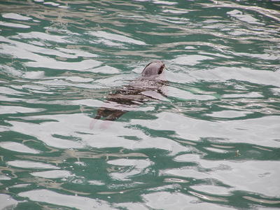 Harbor seal #4