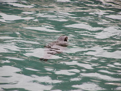 Harbor seal #5