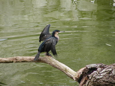 White Breasted Cormorant