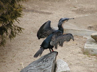 White Breasted Cormorant #4