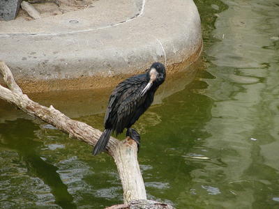 White Breasted Cormorant #5