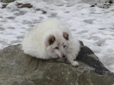 Arctic fox #2
