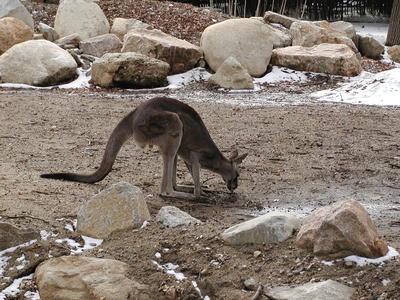 Kangaroo