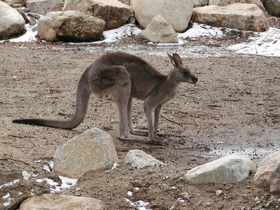Kangaroo #3