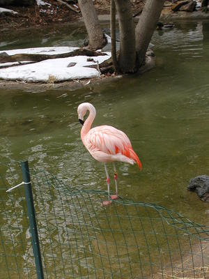 Flamingo