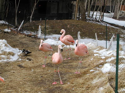 Flamingos