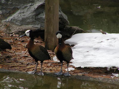 White-faced whistling ducks