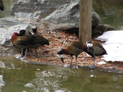 White-faced whistling ducks #2