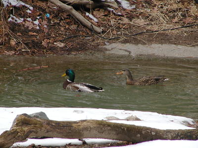 Swimming ducks #2