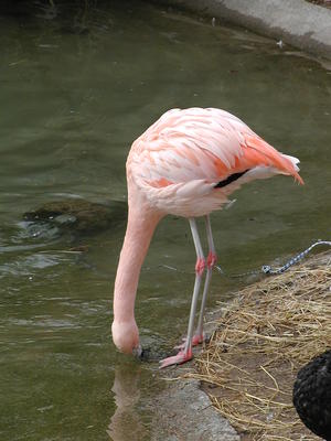 Flamingo #2