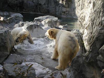Polar bears