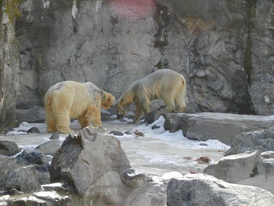 Polar bears #2
