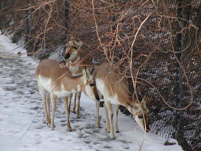 Pronghorn