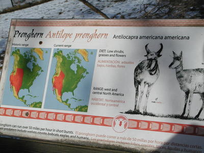 Pronghorn sign