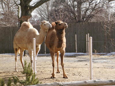 Posing for a picture