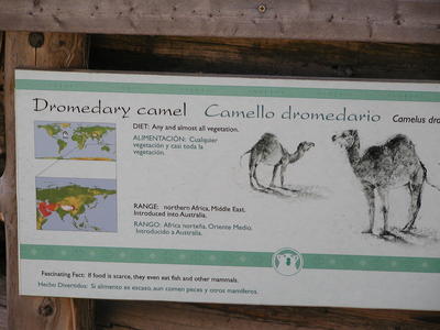 Camel sign