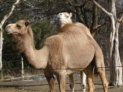 Camel