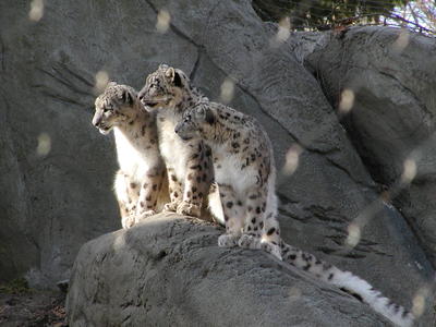 Snow leopards