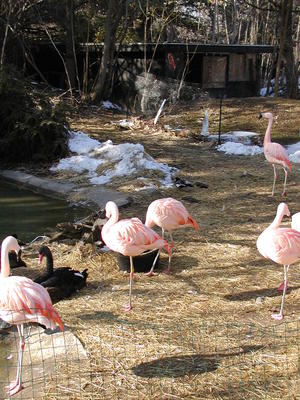 Flamingos #3