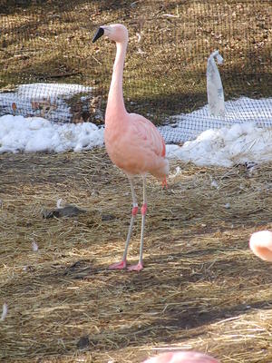 Pink flamingo