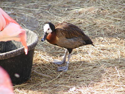 White-faced whistling duck